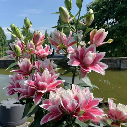 6 pz Acquista bulbi di giglio - Lilium brownii - Piante perenni resistenti per pieno sole, fiori resistenti gigli giganti gigli d'albero tuberi resistenti bulbi a fioritura precoce,