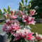 6 pz Acquista bulbi di giglio - Lilium brownii - Piante perenni resistenti per pieno sole, fiori resistenti gigli giganti gigli d'albero tuberi resistenti bulbi a fioritura precoce,