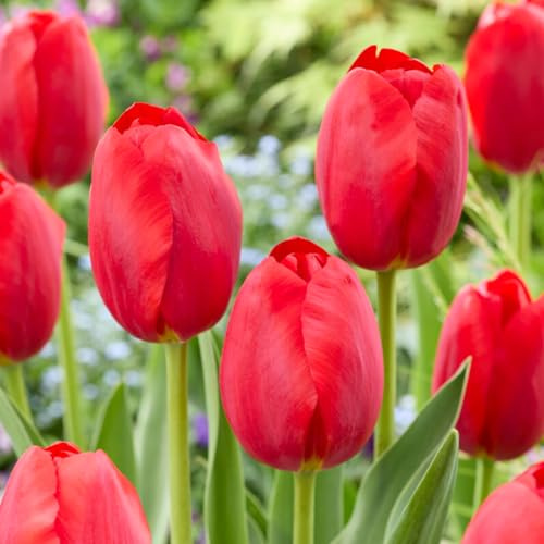 Bloomique - Mischung aus 20 - Tulipa - Tulpenzwiebeln - Rot - Blumenzwiebeln - Frühlingsblüher - Mehrjährige Pflanzen - Wird bis zu 50-55 cm groß