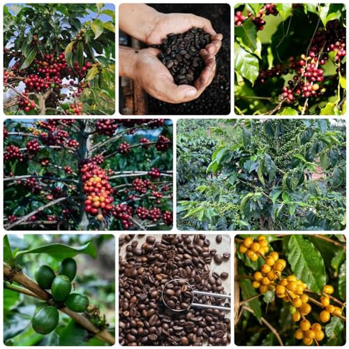 150 Pcs Kaffee Samen Kaufen, Kaffeebohnen Samen, Kaffeesamen - Grünpflanzen, Gartendeko Für Draußen Kaufen Kaffee Bohnen Kaffeebaum Samen, Bonsaibaum, Pflanzen Züchten Minigarten