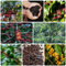150 Pcs Kaffee Samen Kaufen, Kaffeebohnen Samen, Kaffeesamen - Grünpflanzen, Gartendeko Für Draußen Kaufen Kaffee Bohnen Kaffeebaum Samen, Bonsaibaum, Pflanzen Züchten Minigarten
