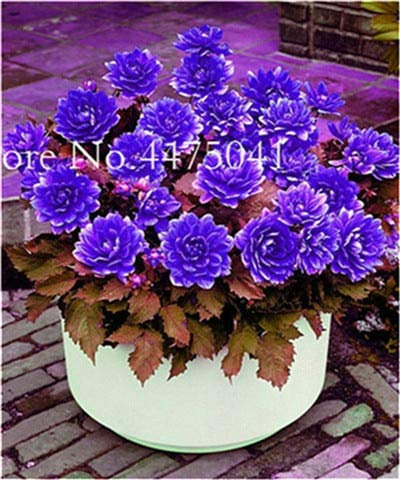 Blu scuro: Svi fresca 100 semi Pz fresca della dalia per piantare Azul oscuro