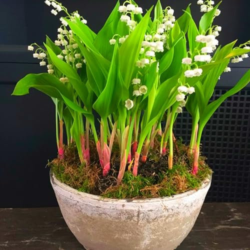 Lirio De Los Valles, Fragancia Encantadora, Plantas AromáTicas,Bulbos Perennes,Flores De Temporada, Plantas En Macetas,Faroles,Lirio De Los Valles-10bulbos-B