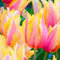 Tulpenzwiebeln Winterhart MehrjäHrig Tulpenzwiebeln Winterhart Tulpen Pflanzen Aus Holland Tulpen Zwiebeln Mix,Gärten Geschenk bereit MehrjäHrige Knollenpflanze Im Topf Pflanzen-10zwiebeln-a