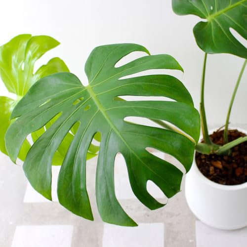 70 graines de plantes Monstera