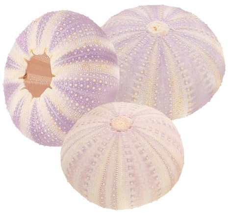 BETOOKY Ornement en Coquillage Séché 3 Pièces pour Plantes Aériennes | Coquilles D’oursins, Support Mini pour Ananas et Succulentes, Lot Portable Décoratif pour Bureau Couleur Aléatoire