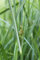 fertig im Pflanzkorb - Cyperus longus - winterhart - langblättriges Zypergras - Wasserpflanzen Wolff