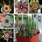 Aamish 90 Stück Stapelia Pulchella Lithops Mix Sukkulente Pflanzensamen