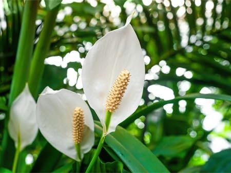 Semillas de plantas de lirio de paz blancas 100 piezas frescas