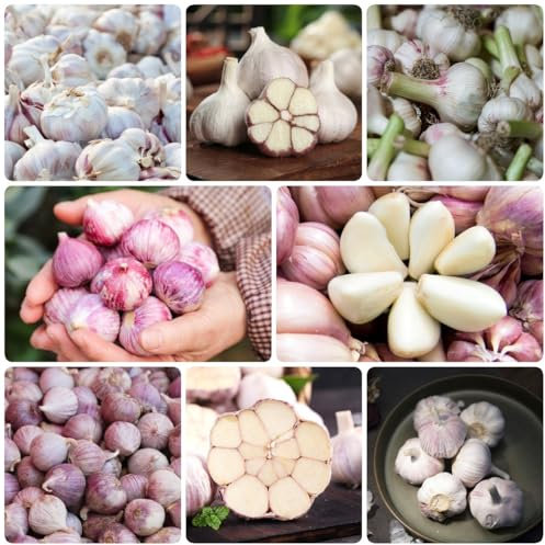 300 pz semi di aglio da piantare Piante da balcone resistenti piantare l'aglio, semi di erbe selvatiche piante resistenti per il giardino, semi di ortaggi Pianta da balcone invernale