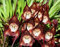 100 Stück Affengesicht-Orchideen-Blumensamen