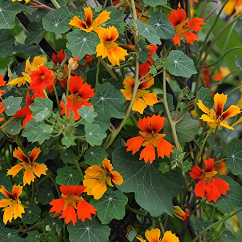 Nasturtium Seeds Indian Cress 'Phoenix' Tropaeolum Minus Orange Blooms Split Petals Half-Hardy Annual Easy to Grow Your Own Garden Flowers 1x Packet (Approx. 25 Seeds) By Thompson and Morgan
