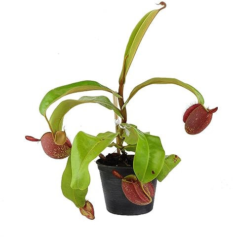 600 pcs Kannenpflanzen kannenpflanze samen - ausgefallene geschenke pflanzensamen zimmerpflanzen,Nepenthes mirabilis,Sukkulenten sukkulente succulent plants,fleischfressende pflanzen