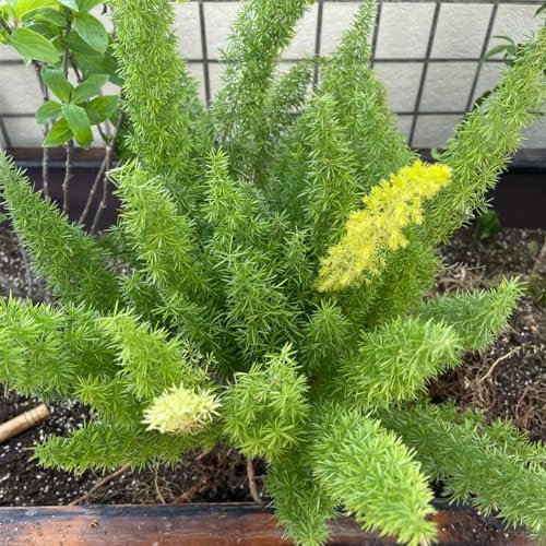 200 Pcs Zierspargel Pflanze Samen - Fuchsschwanz Farn - Pflanzen Geschenk, Exotische Zimmerpflanzen, Asparagus Densiflorus, Pflanzen Züchten, Echte Pflanzen Für Drinnen Samen Alte