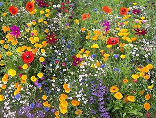 100 Graines Semences de fleurs sauvages rares Mélange de fleurs Mélange amical pour les abeilles et les abeilles - 29