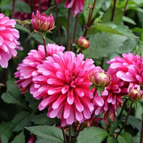 1 x Dahlia Gallery Art Nouveau – Hot Pink Border Dahlias - Adds a Welcome Burst of Colour – Summer Flowering Bulb – Perennials – for Your Beautiful Garden