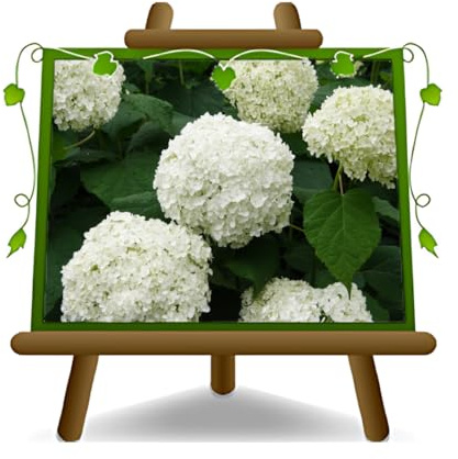 EURO PLANTS VIVAI Ortensia Bianca Pianta Ornamentale (Bianca 80 cm) | Crescita compatta e facile manutenzione