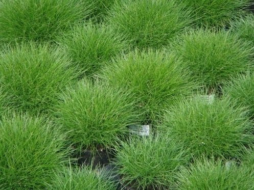 Bodendecker, 5x Bärenfellgras grün