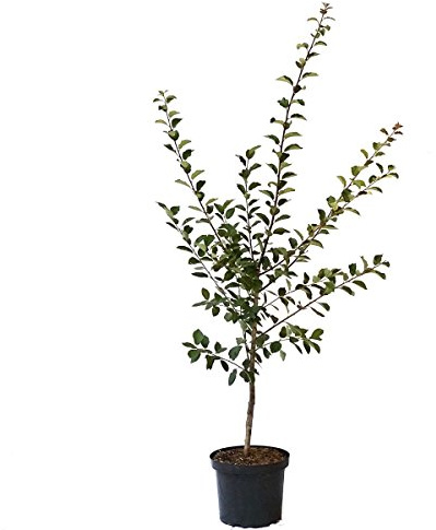1a-plant Artländer Zuckerpflaume kleine süße Pflaume Buschbaum 110-140 cm 10 Liter Topf