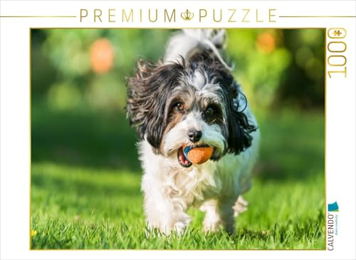 CALVENDO Puzzle Havanser beim Apportieren | 1000 Teile Lege-Größe 64 x 48 cm Foto-Puzzle für glückliche Stunden