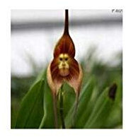 Meistgekaufte ziemlich selten Affe-Gesichts-Orchidee Pflanzensamen Garten Balkon Topfpflanze Samen Monkey Face s 120 PCS 5