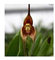 Meistgekaufte ziemlich selten Affe-Gesichts-Orchidee Pflanzensamen Garten Balkon Topfpflanze Samen Monkey Face s 120 PCS 5