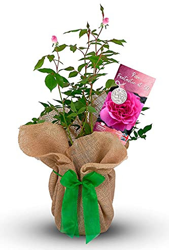 Rose 'Fantastic at 50' - Gift Wrapped Rose Bush with Bow - Plant Gift