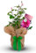 Rose 'Fantastic at 50' - Gift Wrapped Rose Bush with Bow - Plant Gift