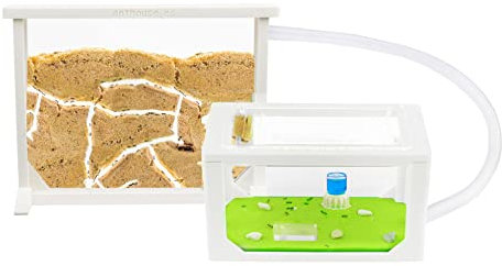 Anthouse - Natürliche Ameisenfarm aus Sand | 3D Weiß Medium Set (Sandwich + Futterbox) | Inklusive Ameisenkolonie