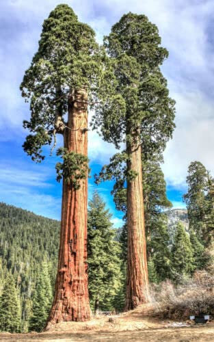 Sequoiadendron giganteum, Sequoia Giant Sequoia Forest Tree Wood Seeds -10 Seeds -
