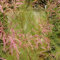 Kaspische Tamariske - Tamarix ramosissima 'Pink Cascade' 60-80 C - 60-80 cm Topf
