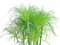 Cyperus papyrus pflanze kaufen,Zypergras Wasserpflanzen samen,Seltene Pflanze serie,garten geschenk für pflanzenliebhaber zimmerpflanze pflanzen topf kleine geschenke winterharte balkonpflanzen 400pcs