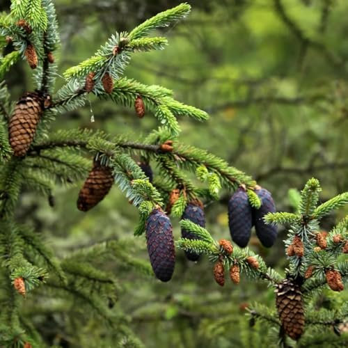 300 pcs Fichte Samen, Fichten Baum, zimmerpflanzen echt kübelpflanzen garten-geschenke samen winterhart winterharte pflanzen hochbeet samen garten hochbeet sträucher winterhart ingarden