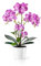 PASCH® Orchideen künstlich in Hochglanz-Keramiktöpfen (46cm) | Kunstblumen im Topf | Kunstblumen wie echt | künstliche Orchideen im Topf (Rosa)