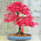 20 Red Japanischer Ahorn-Samen Acer palmatum Atropurpureum Bonsai Ahorn