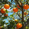 150 piezas de semillas de cítricos cosechadoras de naranjas dulces jugosas variedad de invierno Popular entre los miembros de la familia cultivan la alegría de plantar