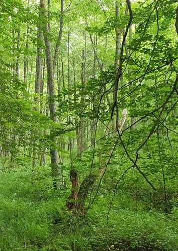 A4 Lined Notebook Journal – Lush Green Forest Cover, 100 Pages Cream Paper, Soft Cover Writing Notebook for School, Work, Note Taking, Journaling and Daily Use