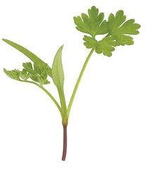 Chervil Seeds (Anthriscus cerefolium) Packet of 50 Seeds