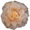 KABELIF Pfingstrose Blume Brosche, Blume Ansteckblume, Blume Haarspange, Haarclip Blume, Haarblume Haarblüte Haarschmuck für Mädchen Frauen Party Strand Hochzeit (Champagner)