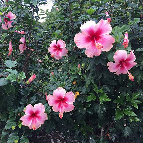 Hibiskus Pflanze/Hibiskus Samen 300stüCk Rosa Blumensamen Strauch Plants Kletterpflanzen Hibiskus Pflanze Winterhart Zimmerpflanzen Samen BlüTen