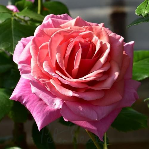 Peter Beales Roses UK Aloha Climbing Rose, Rose Pink & Magenta, Continuous Bloom, Fragrant, Outdoor, UK Plant Seed