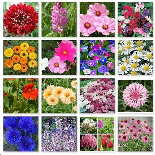 Wild Flower Pure Seeds Mix of 16 Flower in one Bag with no Grass in The Mix, All Organic Fresh Seeds to Grow in Garden, Farm, School or Balcony (10g)