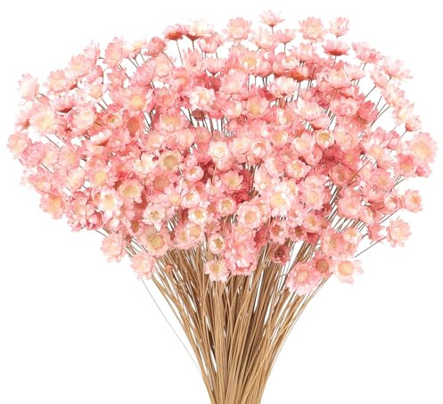 300 Pièces Fleurs Séchées Brésiliennes Mini Bouquet Fleurs Séchées Rose Pâle Daisy Gypsophile Naturelles Étoile Séchée Petit Arrangement de Marguerites Camomille Mariage Bricolage Fête à Décoration