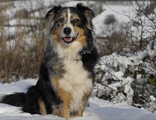 hansepuzzle 29851 - Australian Shepherd Puzzle 1000 Teile | Tierwelt Puzzle mit hochwertiger Puzzle Aufbewahrung: Kartonbox und Wieder verschließbarem Beutel | Puzzle-Maße: 60 x 46 cm