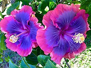 10 Seltene Rosa Violett Blau Hibiskus Samen Riesen-Blüten Tropical Garden Exotic