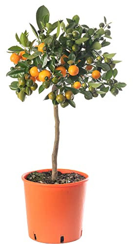 Grand arbre d'agrumes orange. Faites pousser vos propres fruits à la maison, à l'intérieur ou à l'extérieur du jardin.