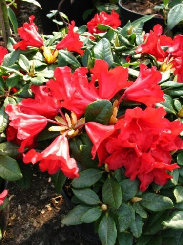 Zwerg Rhododendron repens Baden Baden 25-30 cm breit im 2 Liter Pflanzcontainer