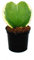Exotenherz - Hoya kerii - zweifarbige Herzblatt-Pflanze, Herzpflanze oder Kleiner Liebling - 6cm Topf - Sukkulente