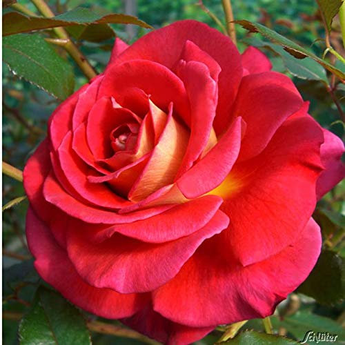 Edelrose Copacabana in rot mit cremegelb - Duftrose winterhart - Rosen-Blüte in rot mit cremegelb - Rose mittelstark duftend im 5 Liter Container von Garten Schlüter - Pflanzen in Top Qualität