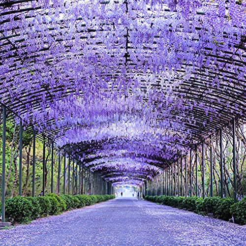 TOYHEART 50 Stück Premium Blumen Samen Listeria Samen Stauden Gut Blühende Kletter Pflanzen Lila Wisteria Blumen Samen Für Park Wisteria Sinensis Samen